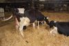 Agrargenossenschaft-Milchquelle-Stuedenitz-eG-130809-DSC_0116.JPG