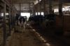 Agrargenossenschaft-Milchquelle-Stuedenitz-eG-130809-DSC_0129.JPG