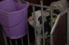 Agrargenossenschaft-Milchquelle-Stuedenitz-eG-130809-DSC_0200.JPG
