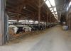 Agrargenossenschaft-Milchquelle-Stuedenitz-eG-130809-DSC_0229.JPG