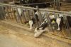 Agrargenossenschaft-Milchquelle-Stuedenitz-eG-130809-DSC_0237.JPG