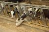 Agrargenossenschaft-Milchquelle-Stuedenitz-eG-130809-DSC_0238.JPG