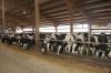 Agrargenossenschaft-Milchquelle-Stuedenitz-eG-130809-DSC_0246.JPG