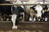 Agrargenossenschaft-Milchquelle-Stuedenitz-eG-130809-DSC_0248.JPG
