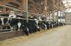 Agrargenossenschaft-Milchquelle-Stuedenitz-eG-130809-DSC_0250.JPG