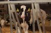 Agrargenossenschaft-Milchquelle-Stuedenitz-eG-130809-DSC_0251.JPG