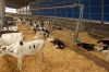 Agrargenossenschaft-Milchquelle-Stuedenitz-eG-130809-DSC_0263.JPG