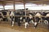 Agrargenossenschaft-Milchquelle-Stuedenitz-eG-130809-DSC_0272.JPG