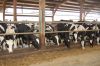 Agrargenossenschaft-Milchquelle-Stuedenitz-eG-130809-DSC_0273.JPG