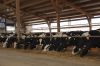 Agrargenossenschaft-Milchquelle-Stuedenitz-eG-130809-DSC_0275.JPG