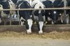 Agrargenossenschaft-Milchquelle-Stuedenitz-eG-130809-DSC_0277.JPG