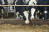 Agrargenossenschaft-Milchquelle-Stuedenitz-eG-130809-DSC_0278.JPG