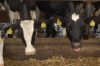 Agrargenossenschaft-Milchquelle-Stuedenitz-eG-130809-DSC_0281.JPG