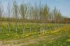 Niedersachsen-Baumschule-120501-DSC_0163.JPG