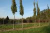 Baumschule-Niedersachsen-Seevetal-131003-DSC_0165.JPG