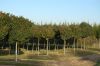 Baumschule-Niedersachsen-Seevetal-131003-DSC_0172.JPG