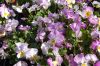 Niedersachsen-Elbmarsch-Hoopte-Gartenbau-Viola-Anbau-130407-DSC_0052.JPG