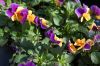 Niedersachsen-Elbmarsch-Hoopte-Gartenbau-Viola-Anbau-130407-DSC_0053.JPG