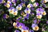 Niedersachsen-Elbmarsch-Hoopte-Gartenbau-Viola-Anbau-130407-DSC_0054.JPG