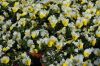 Niedersachsen-Elbmarsch-Hoopte-Gartenbau-Viola-Anbau-130407-DSC_0055.JPG