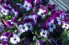 Niedersachsen-Elbmarsch-Hoopte-Gartenbau-Viola-Anbau-130407-DSC_0057.JPG