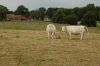 Niedersachsen-Seevetal-Charolais-110613-DSC_0816.JPG