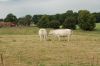 Niedersachsen-Seevetal-Charolais-110613-DSC_0817.JPG