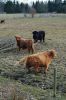 Niedersachsen-Seevetal-Highland Cattle-130407-DSC_0330.JPG