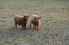 Niedersachsen-Seevetal-Highland Cattle-130407-DSC_0336.JPG