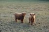 Niedersachsen-Seevetal-Highland Cattle-130407-DSC_0337.JPG