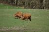 Rinder-Highland Cattle-Mecklenburg-2015-150418-DSC_0017.jpg