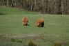 Rinder-Highland Cattle-Mecklenburg-2015-150418-DSC_0022.jpg