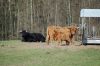 Rinder-Highland Cattle-Mecklenburg-2015-150418-DSC_0025.jpg