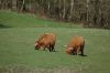 Rinder-Highland Cattle-Mecklenburg-2015-150418-DSC_0028.jpg