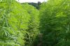 Hanf-Labyrinth-Hanstedt-160710-DSC_8185.jpg