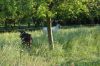 Zwergzebus-Lindenhof-Mechelroda-Thueringen-2018-180521-DSC_2621.JPG