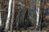Waldbrandschaden-Brandenburg-2018-180909-DSC_7978.jpg