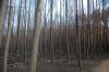 Waldbrandschaden-Brandenburg-2018-180909-DSC_8000.jpg