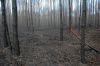 Waldbrandschaden-Brandenburg-2018-180909-DSC_8049.jpg