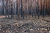 Waldbrandschaden-Brandenburg-2018-180909-DSC_8057.jpg