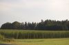 Hopfenanbau-Bayern-2015-150724-DSC_0355.JPG