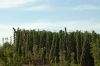 Hopfenanbau-Bayern-2015-150731-DSC_0865.JPG