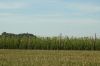 Hopfenanbau-Bayern-2015-150731-DSC_0878.JPG