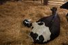 Agrargenossenschaft-Milchquelle-Stuedenitz-eG-130809-DSC_0086.JPG