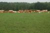 Brandenburg-Flaeming-110710-DSC_0129.JPG