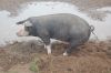 Brandenburg-Goemnigk-Bioschweine-111118-DSC_0085.JPG