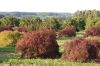 Baumschule-Niedersachsen-Seevetal-131003-DSC_0111.JPG