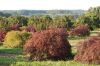 Baumschule-Niedersachsen-Seevetal-131003-DSC_0113.JPG