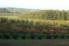 Baumschule-Niedersachsen-Seevetal-131003-DSC_0139.JPG