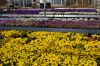 Niedersachsen-Elbmarsch-Hoopte-Gartenbau-Viola-Anbau-130407-DSC_0065.JPG